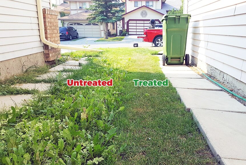 difference between lawns with and without weed control services in calgary