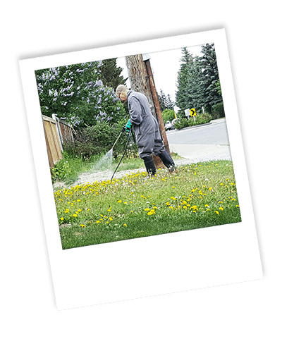 calgary weed control_01 spraying weeds for weed control