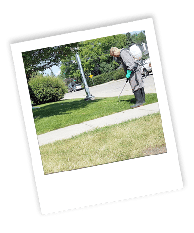 calgary weed control_05 contrast between lawns with and without weed control and fertilization