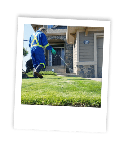applying weed control treatment to calgary lawn