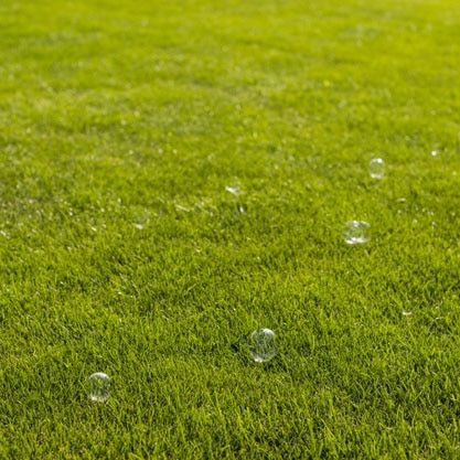 lawn fertilization and weed control image_09 bubbles float across green grass after lawn fertilizer applications
