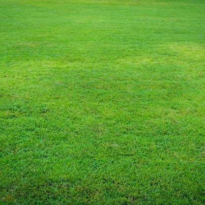 lawn fertilization and weed control image_02 beautiful lawn after fertilizer and weed control applications